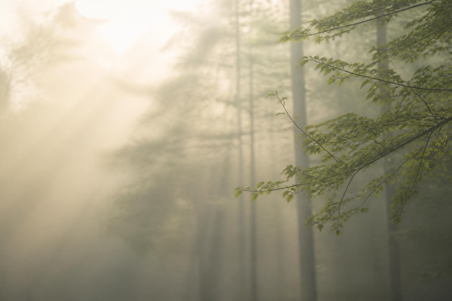 Cahaya pagi yang lembut menembusi hutan berkabus